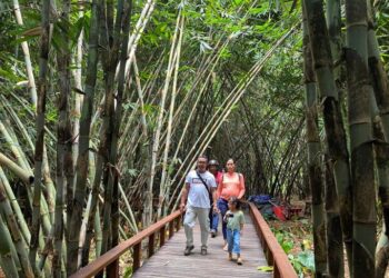 Penglipuran manfaatkan hutan bambu buat tampung wisatawan Nataru