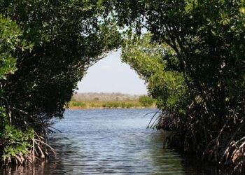 Kawasan Mangrove Kwamur Memiliki Daya Tarik Wisata