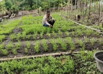 Jalankan Program Ketahanan Pangan, BUMDes Kiltufa Budidaya Sayur Hidroponik