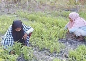 Hasil Kebun BUMDes Kiltufa SBT Mulai Panen Perdana