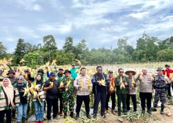 Polres dan Pemkab SBT Panen Jagung Serentak di Breeding Center Namatimur