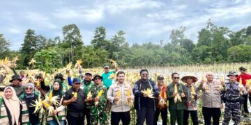 Polres dan Pemkab SBT Panen Jagung Serentak di Breeding Center Namatimur