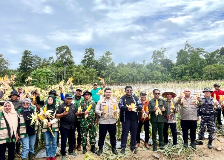 Polres SBT bersama Pemerintah Kabupaten (Pemkab) setempat melakukan panen jagung serentak di Breeding Center Namatimur, Desa Bula Air, Kecamatan Bula. (Dok : Pribadi)