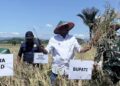 Penen Perdana di Aki Jaya, Bupati SBT Harap Bula Barat Terus jadi Sentra Produksi Padi Andal