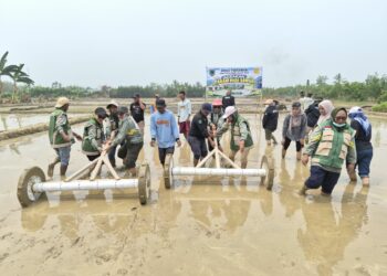 Berkat Bantuan IRPOM, Petani Akijaya SBT Kembali Tanam Padi di Tengah Kemarau